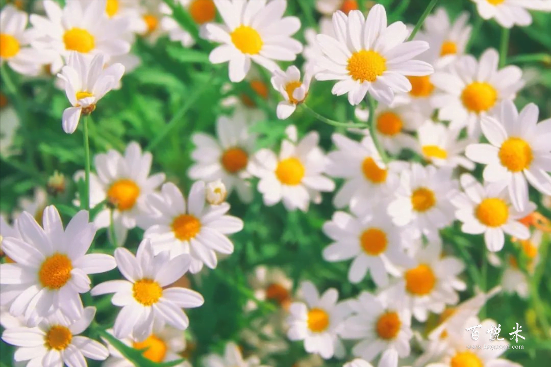 為什么要用金酒為基酒來調(diào)雞尾酒？那是因?yàn)榻鹁朴羞@些原料